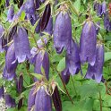 Campanula x 'Sarastro'